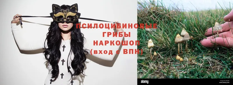 купить наркотик  ссылка на мегу как войти  Псилоцибиновые грибы Psilocybine cubensis  Рязань 